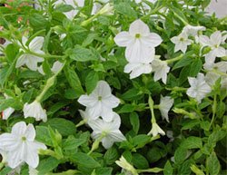 Browallia alba Browallia alba