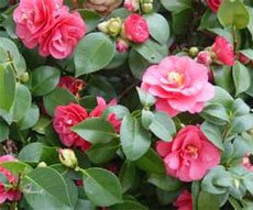 Камелия японская (Camellia japonica)