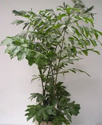 Кариота мягкая Кариота мягкая