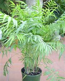 Хамедорея изящная (Chamaedorea elegans) Хамедорея изящная (Chamaedorea elegans)