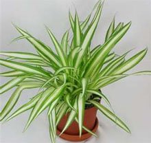 Хлорофитум (Chlorophytum variegatum)