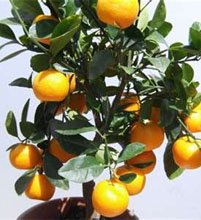 Цитрус нежный (Citrus mitis)