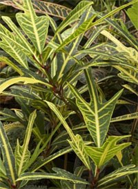 Кротон с лопастными листьями (Codiaeum craigii)