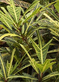 Кротон с лопастными листьями (Codiaeum craigii) Кротон с лопастными листьями (Codiaeum craigii)