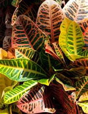 Кодиеум пестрый (Codiaeum variegatum) Кодиеум пестрый (Codiaeum variegatum)