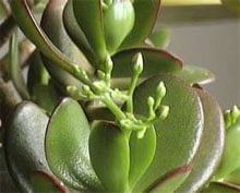 Крассула серебристая (Сrassula argentea)