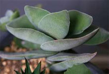 Крассула серповидная (Сrassula falcata) Крассула серповидная (Сrassula falcata)