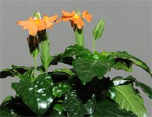Кроссандра волнистолистная (Crossandra undulifolia)
