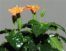 Кроссандра волнистолистная (Crossandra undulifolia) Кроссандра волнистолистная (Crossandra undulifolia)