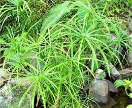 Циперус очереднолистный (Cyperus alternifolius)