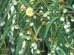 Эвкалипт лимонный (Eucalyptus citriodora)