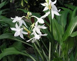 Эухарис крупноцветковый (Eucharis grandiflora) Эухарис крупноцветковый (Eucharis grandiflora)