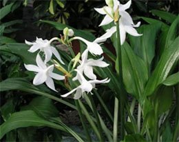 Эухарис крупноцветковый (Eucharis grandiflora)