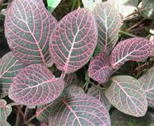 Фиттония Вершаффельта (Fittonia verschaffeltii pearcei) Фиттония Вершаффельта (Fittonia verschaffeltii pearcei)