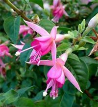 Фуксия гибридная (Fuchsia hybrida)