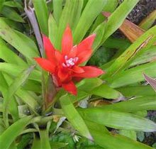 Гусмания язычковая (Guzmania lingulata) Гусмания язычковая (Guzmania lingulata)