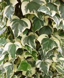 Плющ канарский (Hedera canariensis) Плющ канарский (Hedera canariensis)