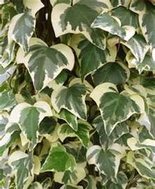 Плющ канарский (Hedera canariensis)