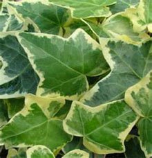 Плющ обыкновенный (Hedera helix Glacier) Плющ обыкновенный (Hedera helix Glacier)