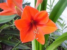 Гиппеаструм гибридный (Hippeastrum hybrida)