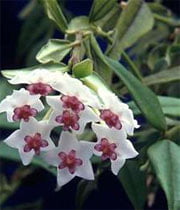 Ампельная Hoya bella Ампельная Hoya bella