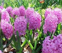 Гиацинт восточный (Hyacinthus orientalis) Гиацинт восточный (Hyacinthus orientalis)