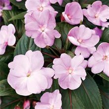 Бальзамин Валлера (Impatiens wallerana) Бальзамин Валлера (Impatiens wallerana)