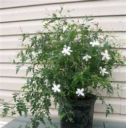 Жасмин (лат. Jasminum)