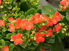 Каланхоэ Блоссфельда (Kalanchoe blossfeldiana) Каланхоэ Блоссфельда (Kalanchoe blossfeldiana)