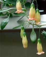 Каланхоэ Мангина (Kalanchoe mangini) Каланхоэ Мангина (Kalanchoe mangini)