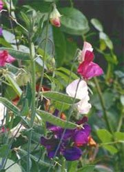 Душистый горошек (Lathyrus odoratus)