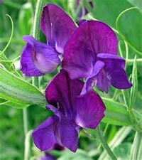 Фиолетовая расцветка цветков душистого горошка