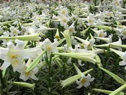 Лилия - Lilium longiflorum Лилия - Lilium longiflorum