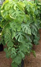 Монстера деликатесная (Monstera deliciosa) Монстера деликатесная (Monstera deliciosa)