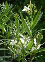 Олеандр обыкновенный (Nerium oleander) Олеандр обыкновенный (Nerium oleander)