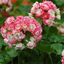 Пеларгония садовая (Pelargonium hortorum) Пеларгония садовая (Pelargonium hortorum)