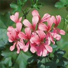 Пеларгония щитовидная (Pelargonium peltatum) Пеларгония щитовидная (Pelargonium peltatum)