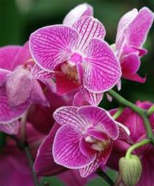 Фаленопсис (Phalaenopsis) Фаленопсис (Phalaenopsis)