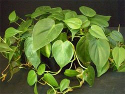 Филодендрон лазящий (Philodendron scandens) Филодендрон лазящий (Philodendron scandens)