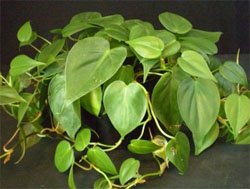 Филодендрон лазящий (Philodendron scandens)