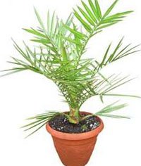Финик канарский (Phoenix canariensis) Финик канарский (Phoenix canariensis)