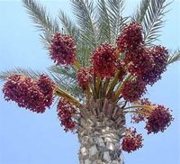 Финиковая пальма (Phoenix dactylifera)