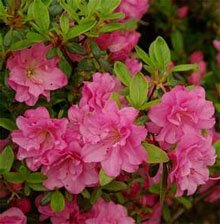 Рододендрон тупой, или Азалия японская (Rhododendron obtusum) Рододендрон тупой, или Азалия японская (Rhododendron obtusum)