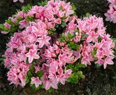 У Рододендрона тупого (Rhododendron obtusum) цветки более мелкие