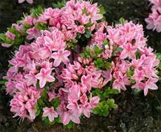 У Рододендрона тупого (Rhododendron obtusum) цветки более мелкие У Рододендрона тупого (Rhododendron obtusum) цветки более мелкие