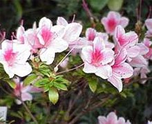 Азалия индийская (Rhododendron simsii) Азалия индийская (Rhododendron simsii)