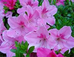 Рододендрон Симса (Rhododendron simsii) Рододендрон Симса (Rhododendron simsii)