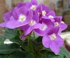 Сенполия фиалковая (Saintpaulia ionantha) Сенполия фиалковая (Saintpaulia ionantha)