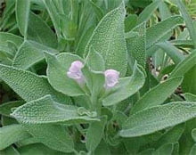 Шалфей лекарственный (Salvia officinalis) Шалфей лекарственный (Salvia officinalis)