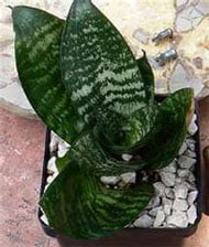 Сансевиерия Хана (Sansevieria hahnii) Сансевиерия Хана (Sansevieria hahnii)